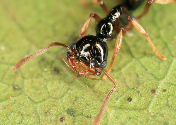 Thaumatomyrmex atrox